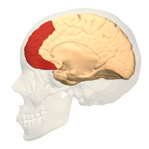 Image of the prefrontal cortex (marked red in the image). 